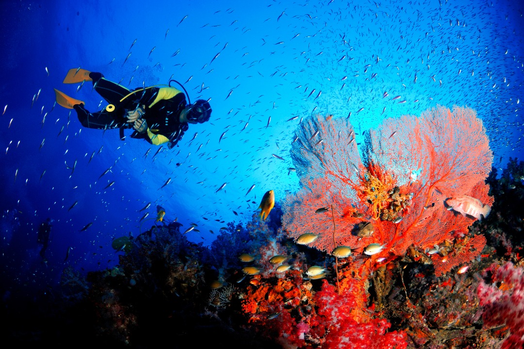 Best Scuba Diving Spots In Thailand
