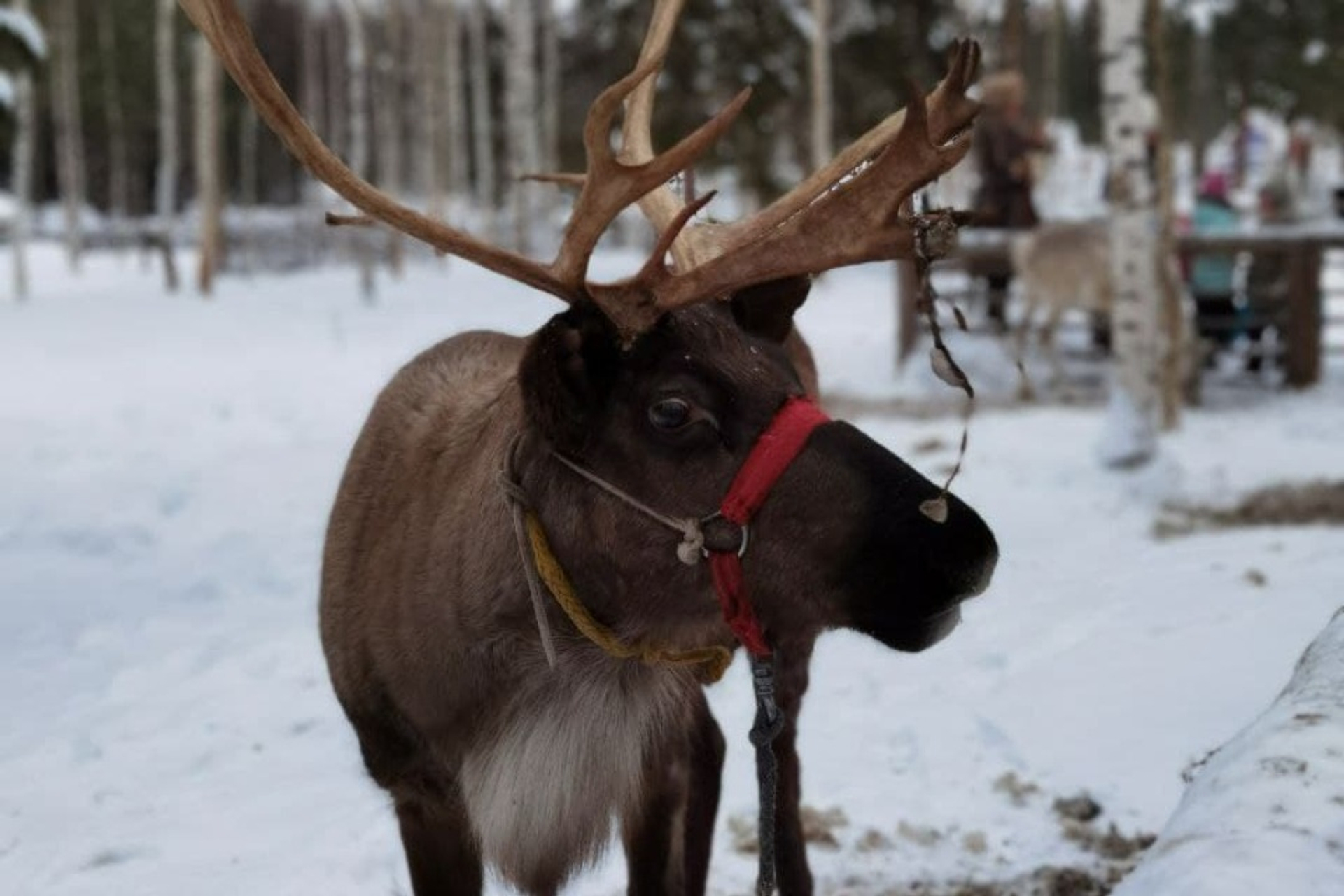Зимняя сказка в Карелии (3/6)