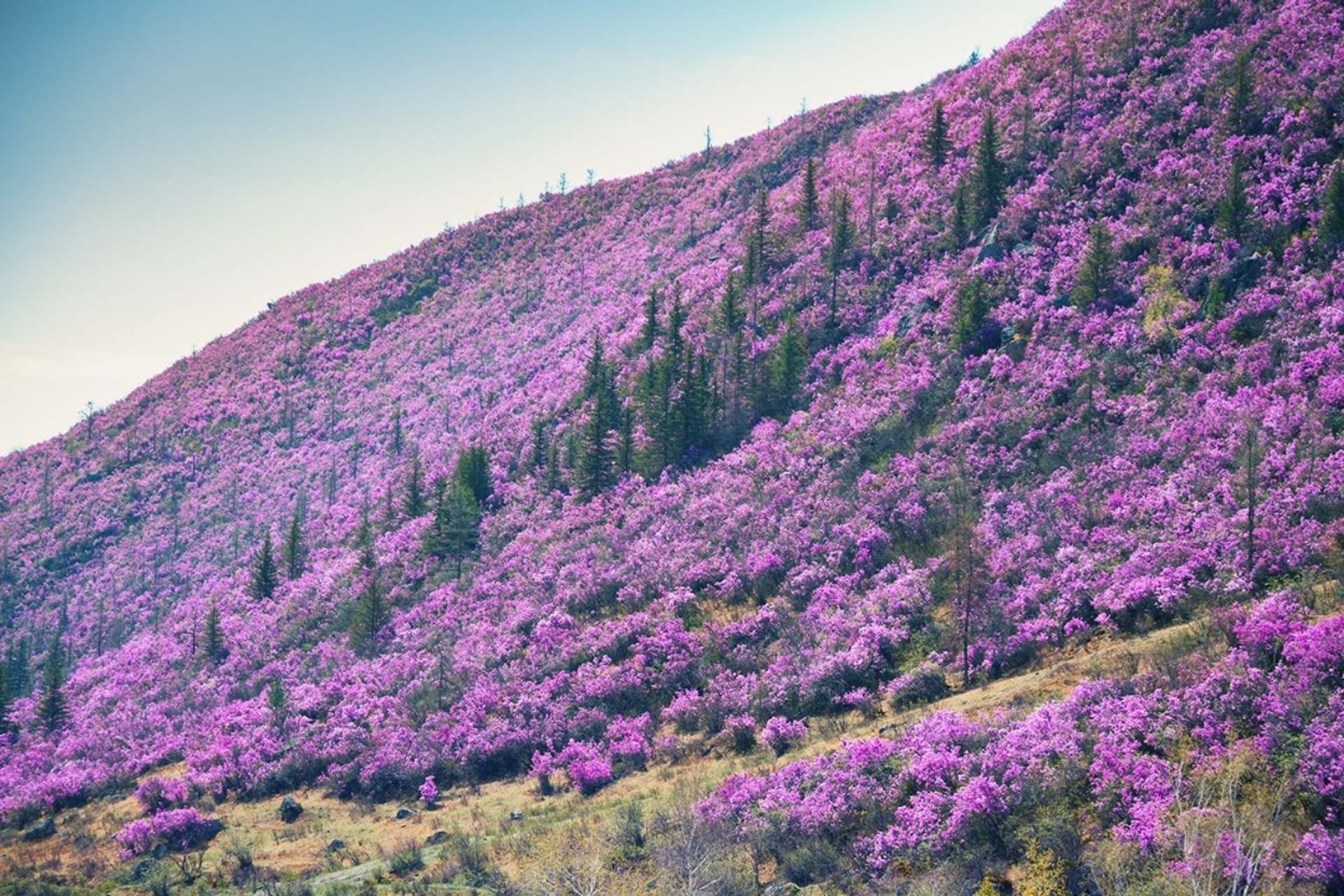 Алтай. Цветение маральника (1/6)