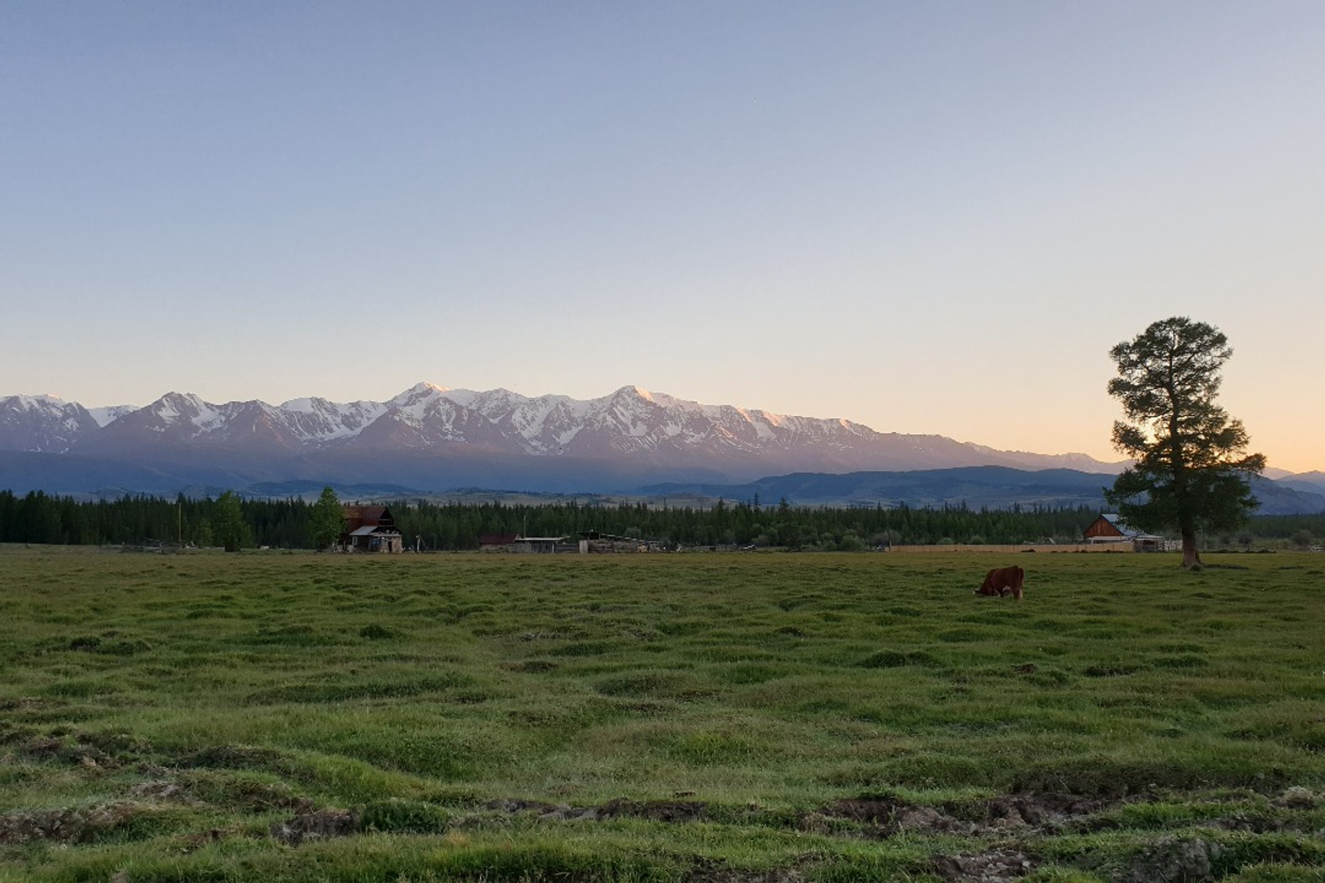 Алтай. Цветение маральника (2/6)