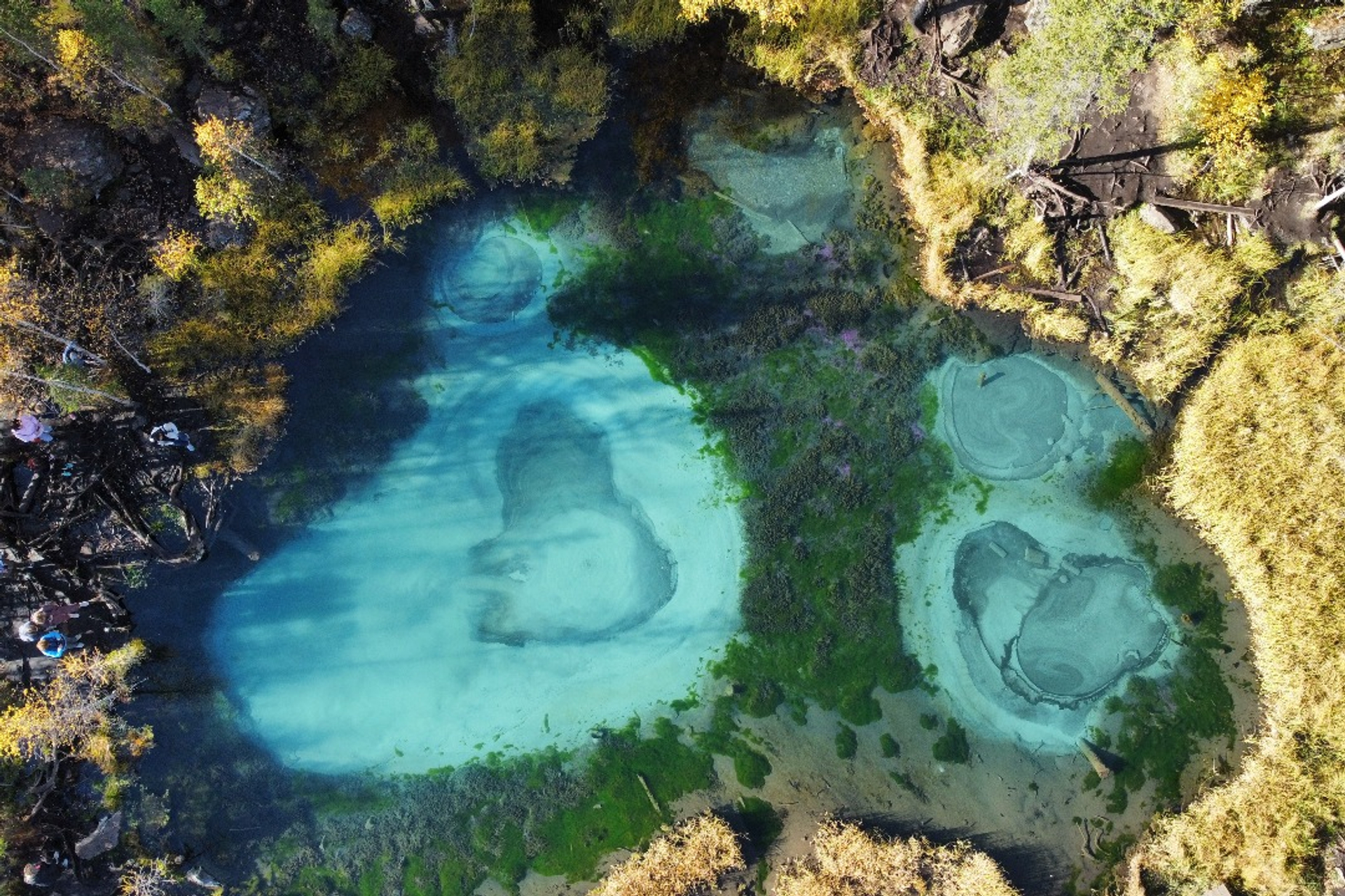 Алтай. Цветение маральника (3/6)