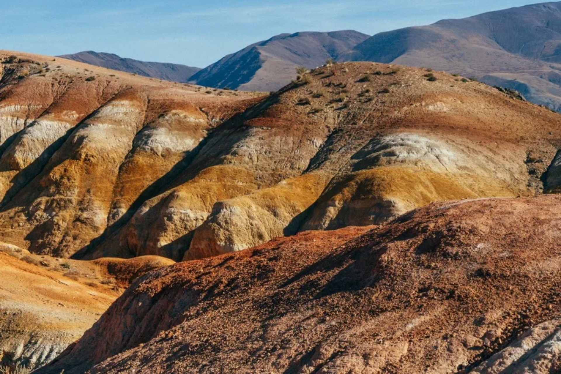 Алтай. Цветение маральника (5/6)