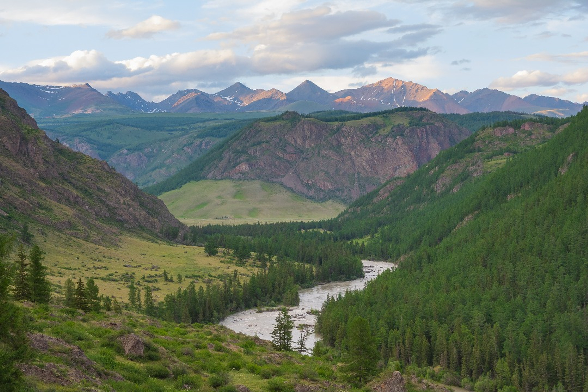 Алтай. Цветение маральника (6/6)