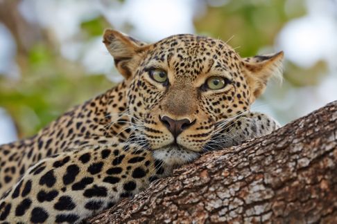 🐆 10 Days Custom Made Safari in Kenya – Big 5 Animals