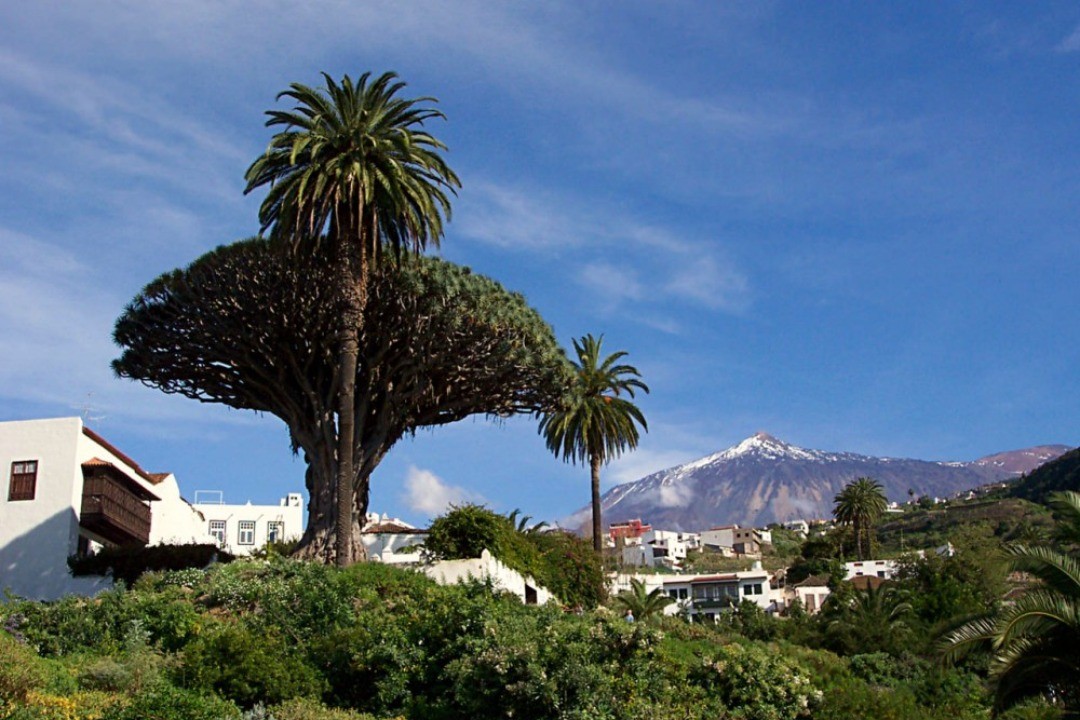 Arbol el patriarca tenerife